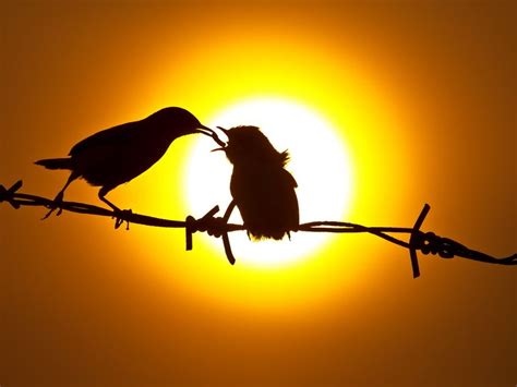 30 Spectacular Silhouette Photos - Best Photography, Art, Landscapes ...