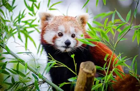 Red Panda - Description, Habitat, Image, Diet, and Interesting Facts