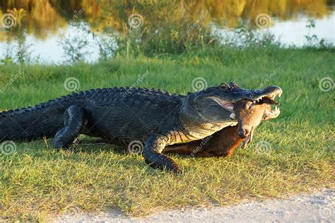 Alligator with prey animal stock photo. Image of alligator - 27243336