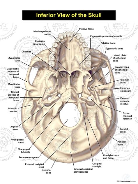 Back Of Skull Anatomy : Lecture 5--Axial Skeletal System at University ...