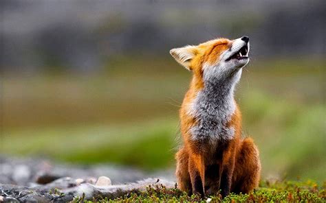 Fox Wallpapers - Top Free Fox Backgrounds - WallpaperAccess