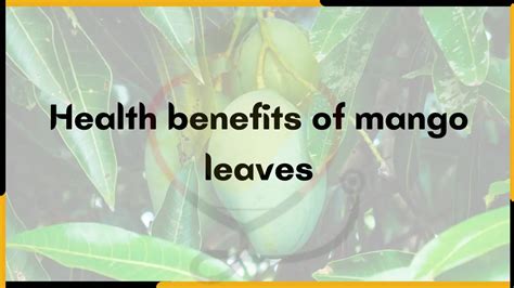 Health Benefits of mango leaves - Mango Dose