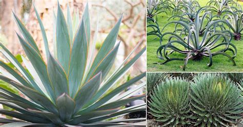 12 Types of Agave Plants to Grow | Best Agave Varieties