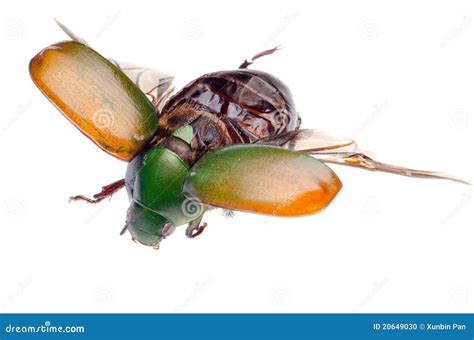 Scarab Beetle. Life Cycle Royalty-Free Stock Image | CartoonDealer.com #158415298