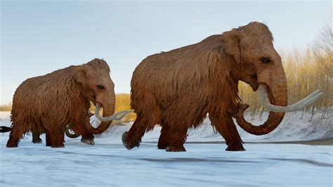 Woolly Mammoth | Britannica