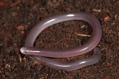 19 Texas Blind Snake Facts - Facts.net