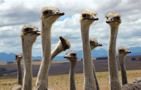 Ostrich Facts