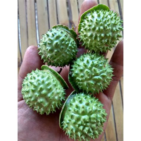 Jual Jual buah kecubung segar | Shopee Indonesia