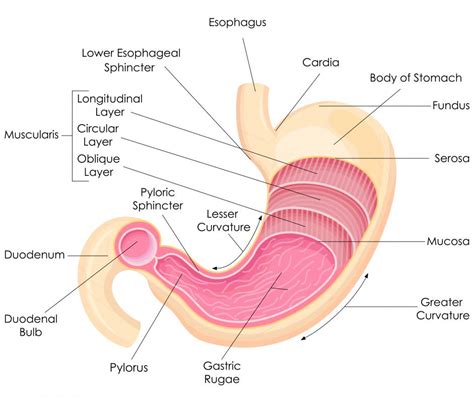 In Anatomy, what is a Lumen? (with pictures)