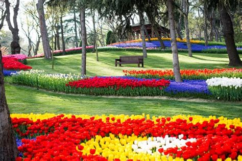 Premium Photo | Tulip garden full of various colors of tulips in spring