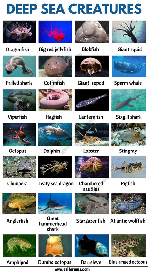 Seashore Animals Name