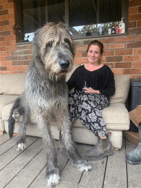 Seamus the Irish Wolfhound is a gentle giant : aww