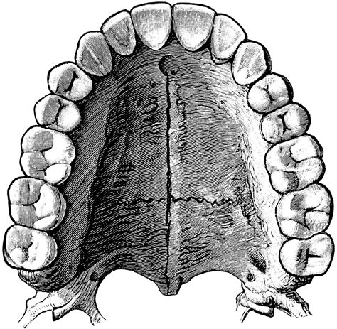 Upper Permanent Teeth | ClipArt ETC