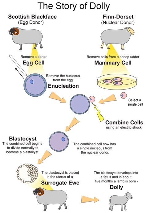 How Dolly Sheep was cloned? | ResearchGate