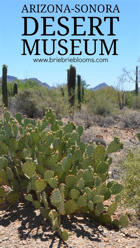 Arizona-Sonora Desert Museum, Tucson, AZ Family Travel - Brie Brie Blooms