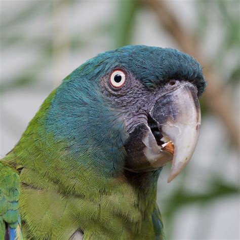 Blue-headed Macaw | World Parrot Trust