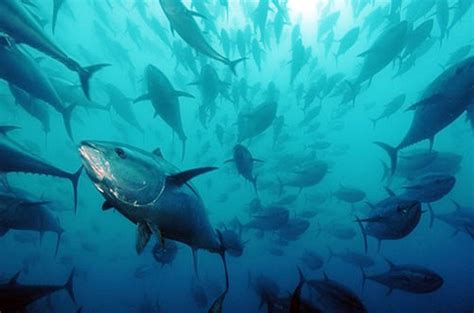 Critically Endangered Species: Bluefin Tuna