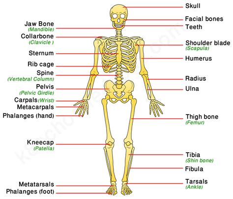 Human Skeletal System | Human body facts - skeleton & bones facts