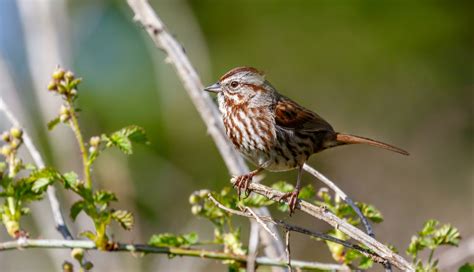 Song Sparrow | Audubon Field Guide