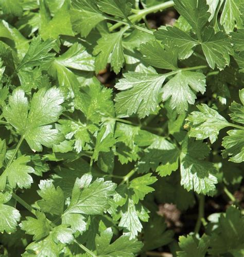 Santo Organic Cilantro Seeds – West Coast Seeds