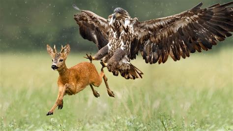 Golden Eagle Hunting Fish