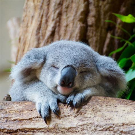 Berikut Gambar Koala, Paling Populer!