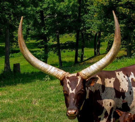 Ankole-watusi Cattle Breed 1 Photograph by Douglas Barnett