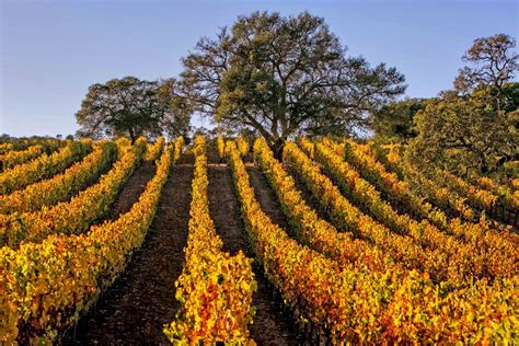 Top Sonoma Valley Wineries - Wine Tasting You Will Love