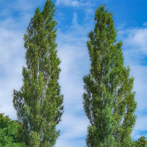 Lombardy Poplar | Poplar Trees for Sale — PlantingTree