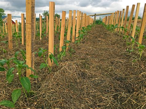 IMG_6304 Tomato Stakes – Hospitality Spring Farm