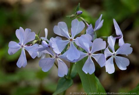 Blue Phlox – phlox divaricata | Beautiful Flower Pictures Blog