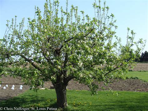 Apple Tree, Family Farm, Deer Creek, Illinois – St Louis Patina