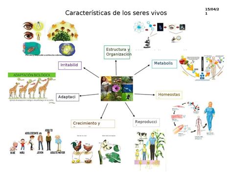 Mapa Mental Seres Vivos - BRAINCP