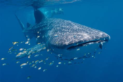 Whale Shark Teeth