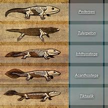 Exploring Transitional Fossils