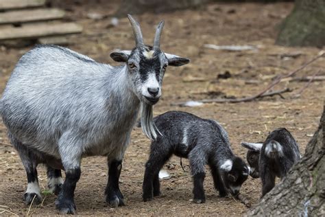 Pygmy Goats: Do They Make Good Pets? Learn Their Characteristics Here