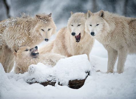 Pack Hunters of the Far North: How Arctic Wolves Struggle to Survive and Thrive - MagellanTV