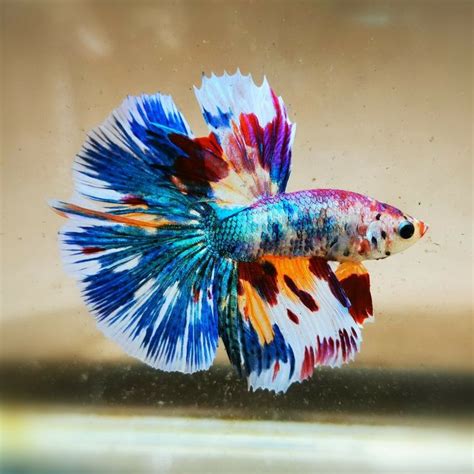 Beautiful Betta - Fancy HalfMoon Male | Betta fish, Pet fish, Betta