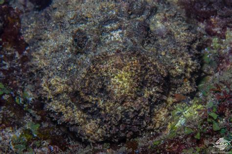 Stonefish- Interesting Facts and Photographs | Seaunseen