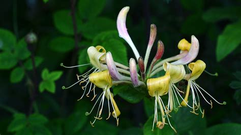 Wildflowers - Woodland Trust