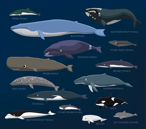 20+ killer whale drawing - RivalTobie