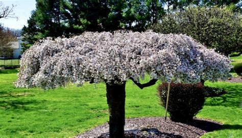 Dwarf Weeping Cherry Tree | Full Planting & Care Guide - Rennie Orchards