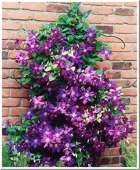 FLOWERING EVERGREEN VINES ZONE 5, 5 ZONE EVERGREEN FLOWERING VINES, | flowering vines