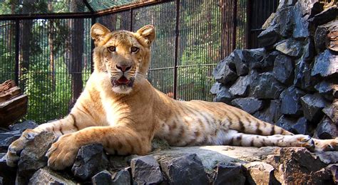 Ligers | Liger Pictures | Hercules | Frankencats | Images