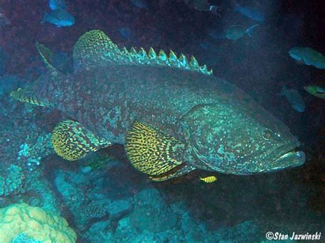 Epinephelus lanceolatus, Marshall Islands