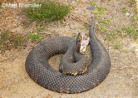 Cottonmouth vs Water Snake - What is the difference? - Animal Hype