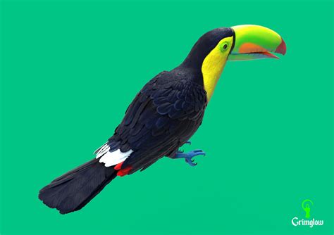 ArtStation - Keel-billed Toucan | Resources