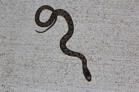 JaredDavidsonPhotography: Juvenile Diamondback Water Snake photographs