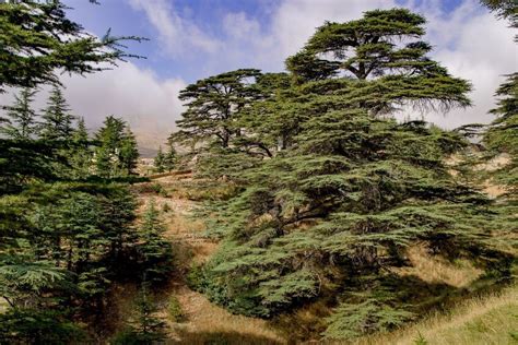 18 Different Types of Cedar Trees Around the World