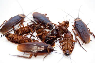 A Look at the Health Dangers of a Cockroach Infestation